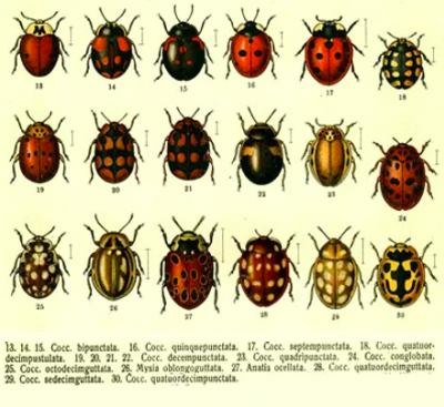 various lady bugs