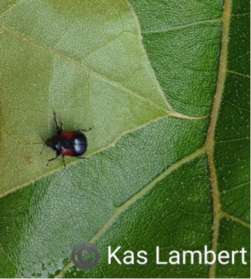 leafrolling weevil