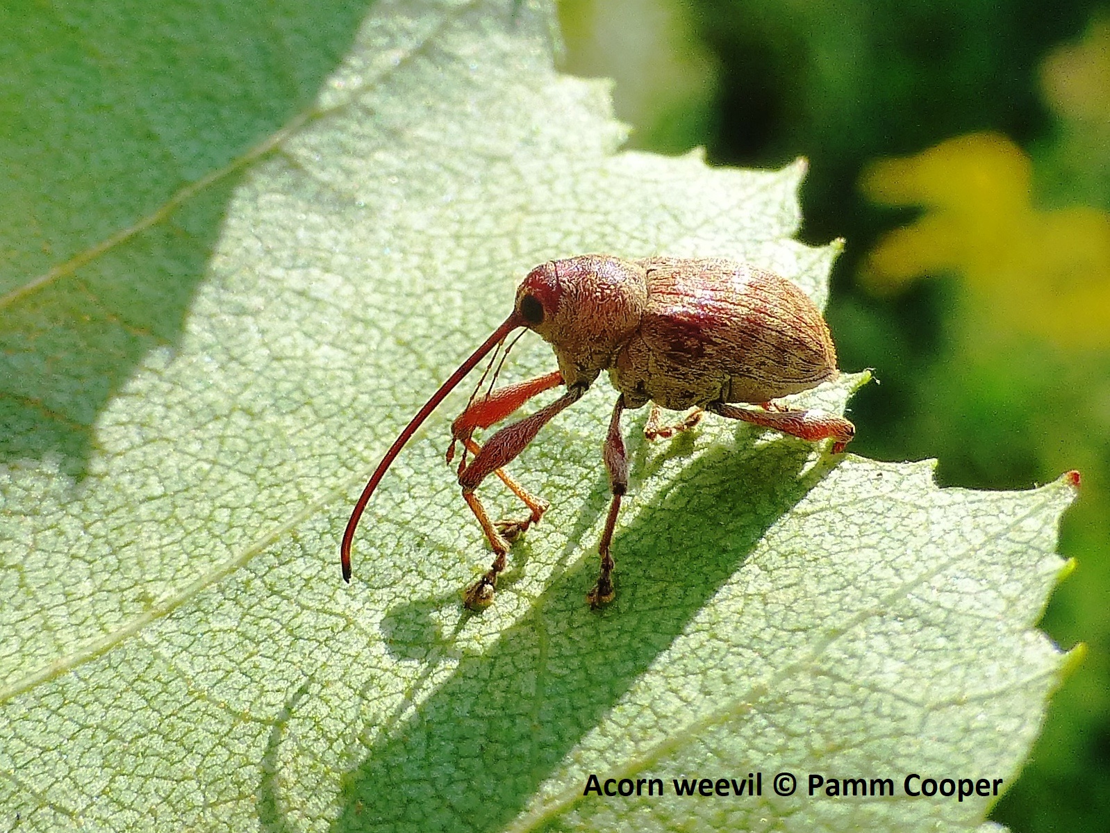 Insect Guide Bug Week 2023
