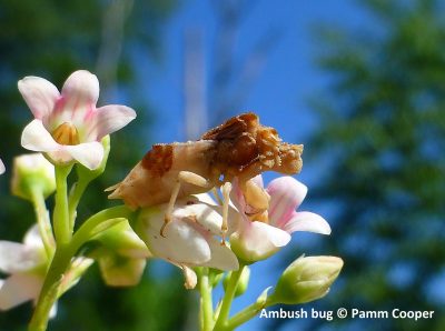 ambush bug on spreading dogbane