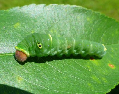 eastern tiger swallowtail butterfly caterpillar