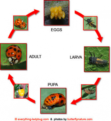 lady bug life cycle chart