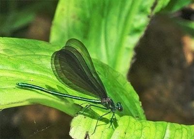 Damselfly