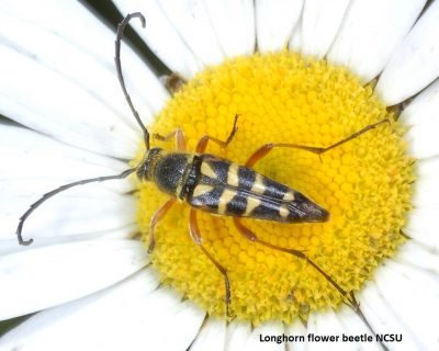 Longhorn Flower Beetle