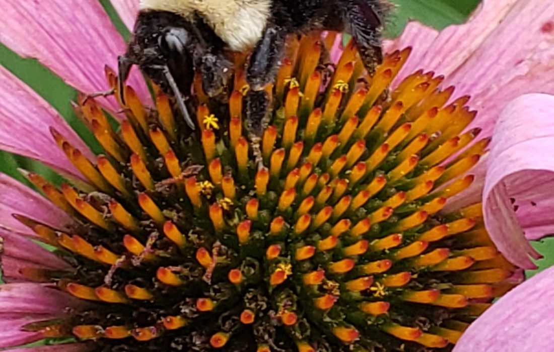 Bee on cone flower