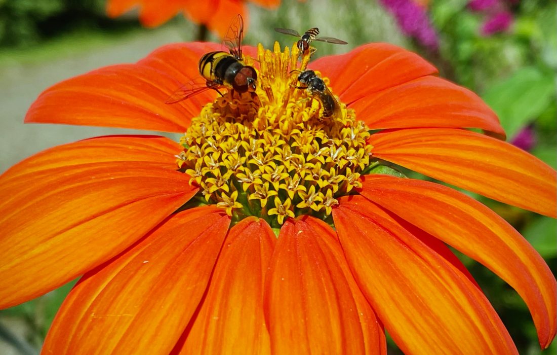 Three bee varieties visiting a Tithonia, Mexican Sunflower