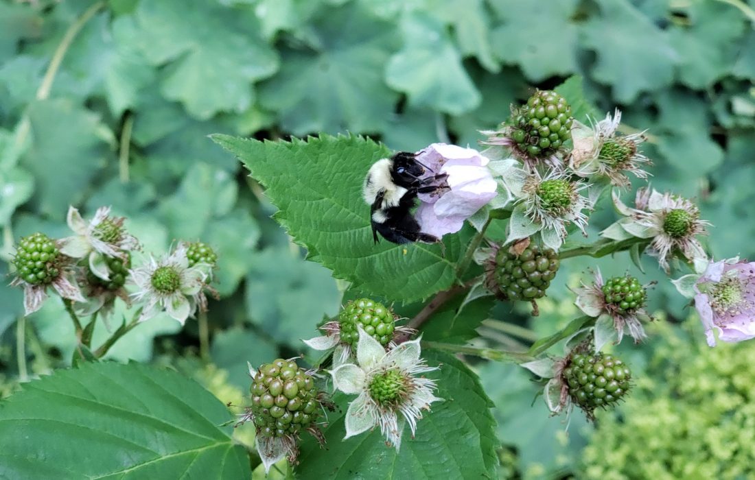 Bumble bee drinking nectar on blackberry flowers ready for ripeness.