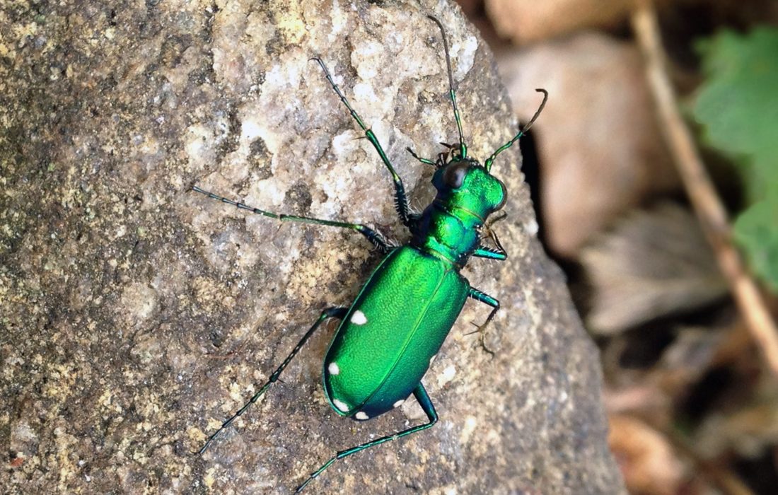 Six-spotted tiger beetle