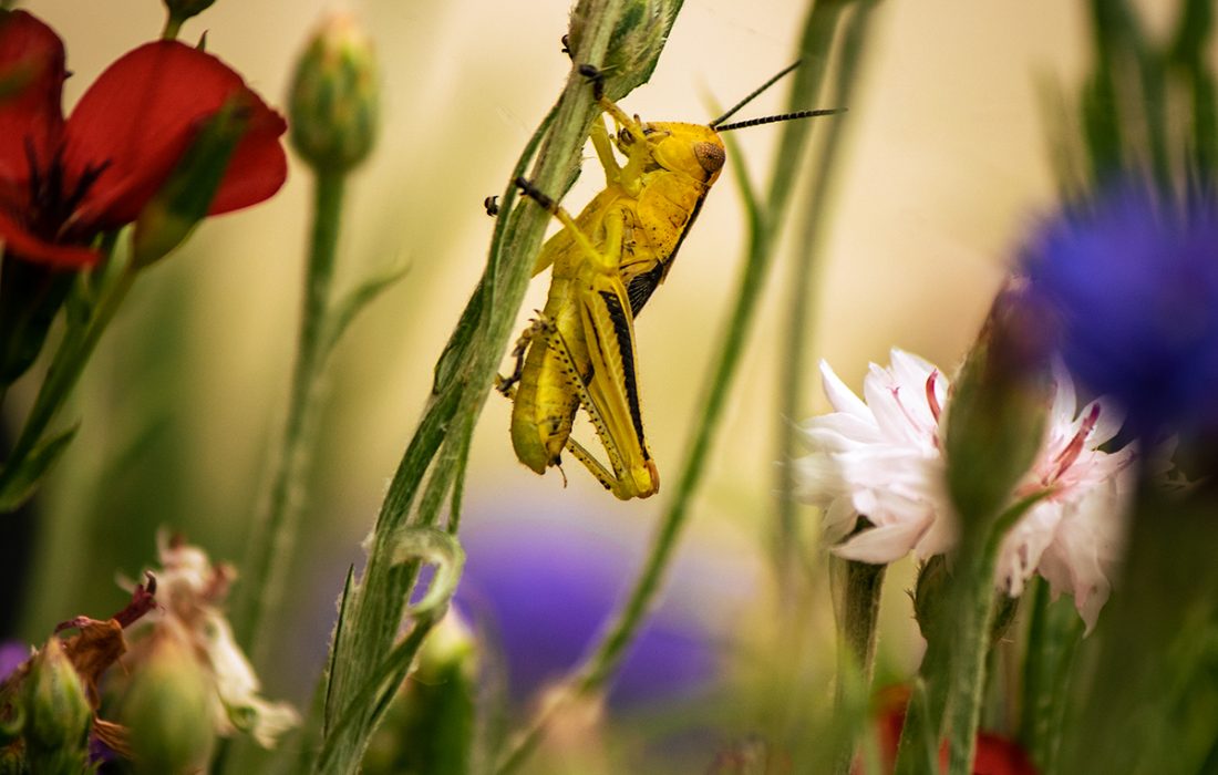 grasshopper on a plant stem