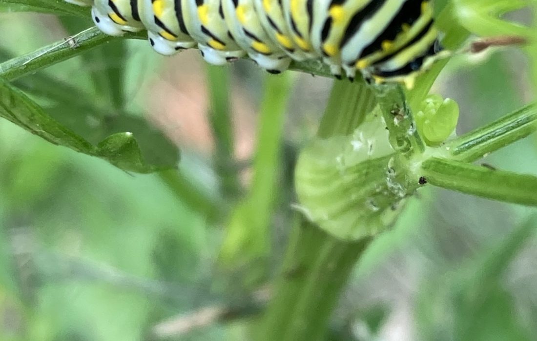 Black swallowtail caterpillar happily munching on parsley leaves. Taken morning of July 20, 2021 at Mercy Center herb garden in Madison, CT.