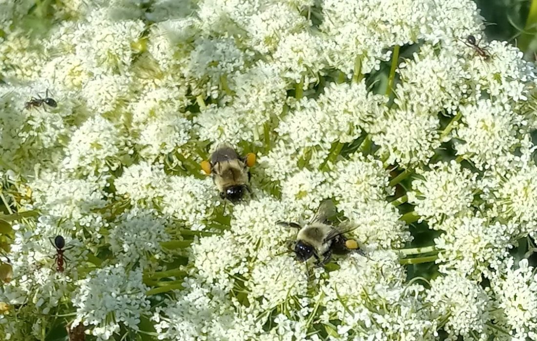 bees and ants