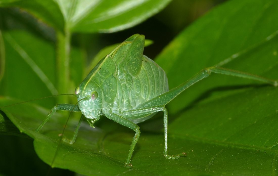 A well-camoflauged Greater Anglewing katydid nymph rests on a leaf.