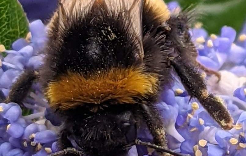 bee pollinating purple flower