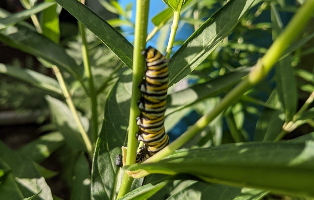 A monarch caterpillar on swamp milkweed.