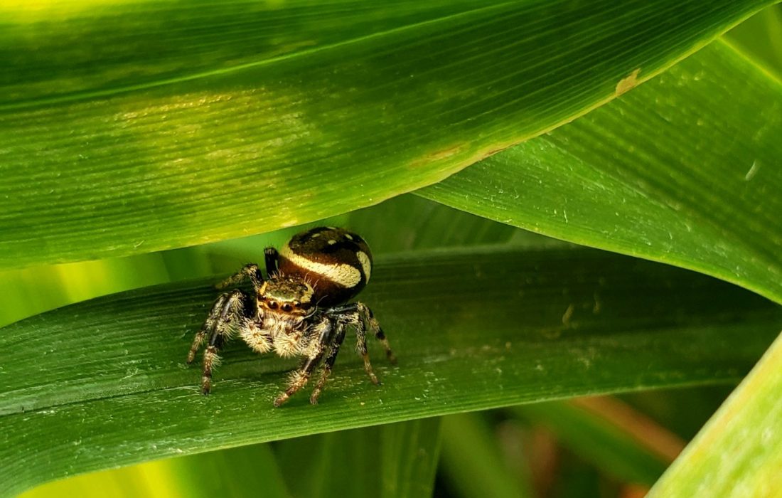 Tiny jumping spider sitting on green daylily foliage
