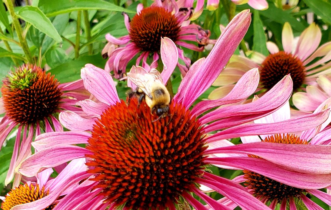 bee on cone flower