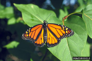 A side view of a monarch butterfly perched on a purple flower