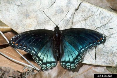 A male, red spotted purple butterfly sits on some leaves with its wings open