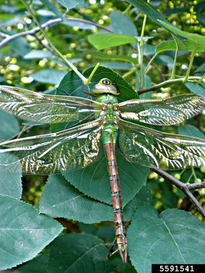 A common green darner photographed with its wings spread on a green leaf