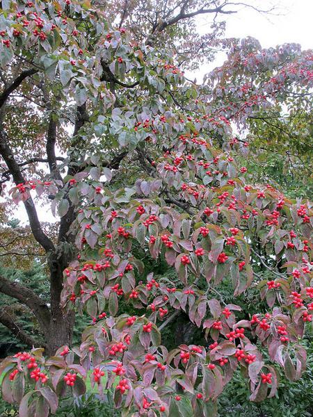 Dogwood Berries