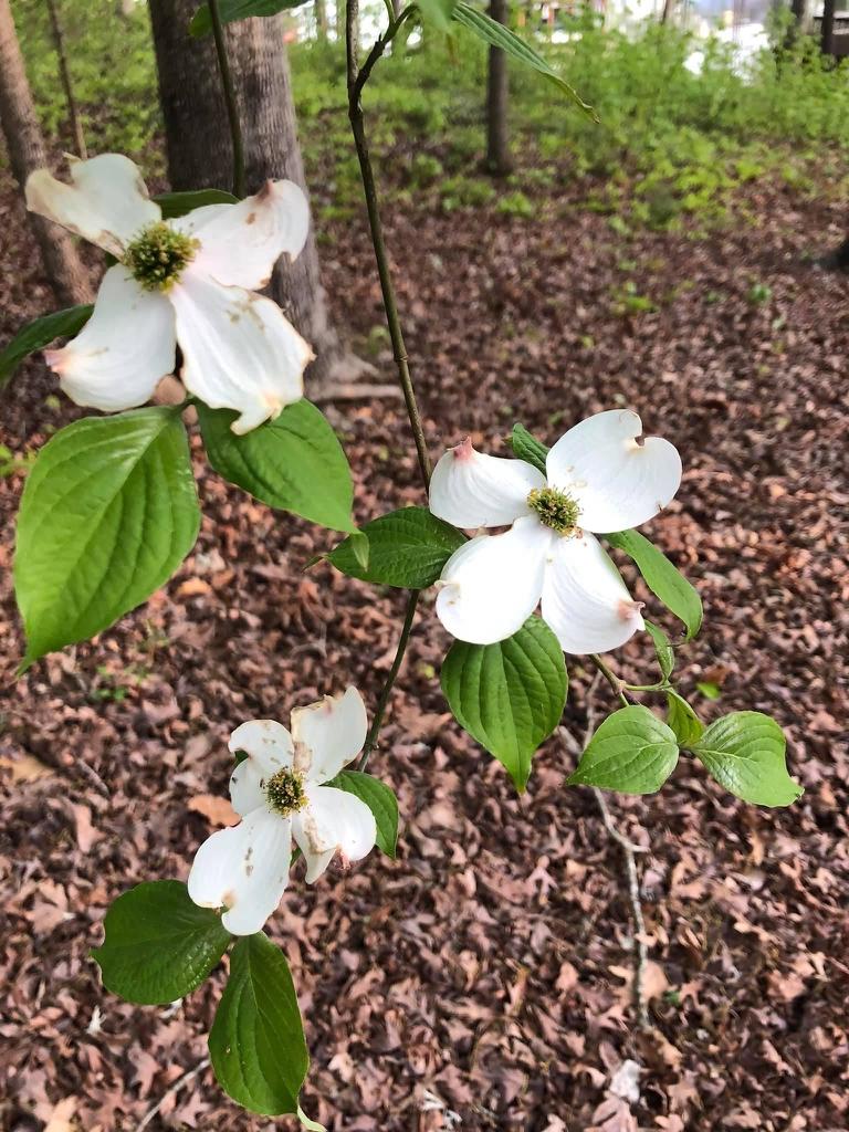 Dogwood Flowers