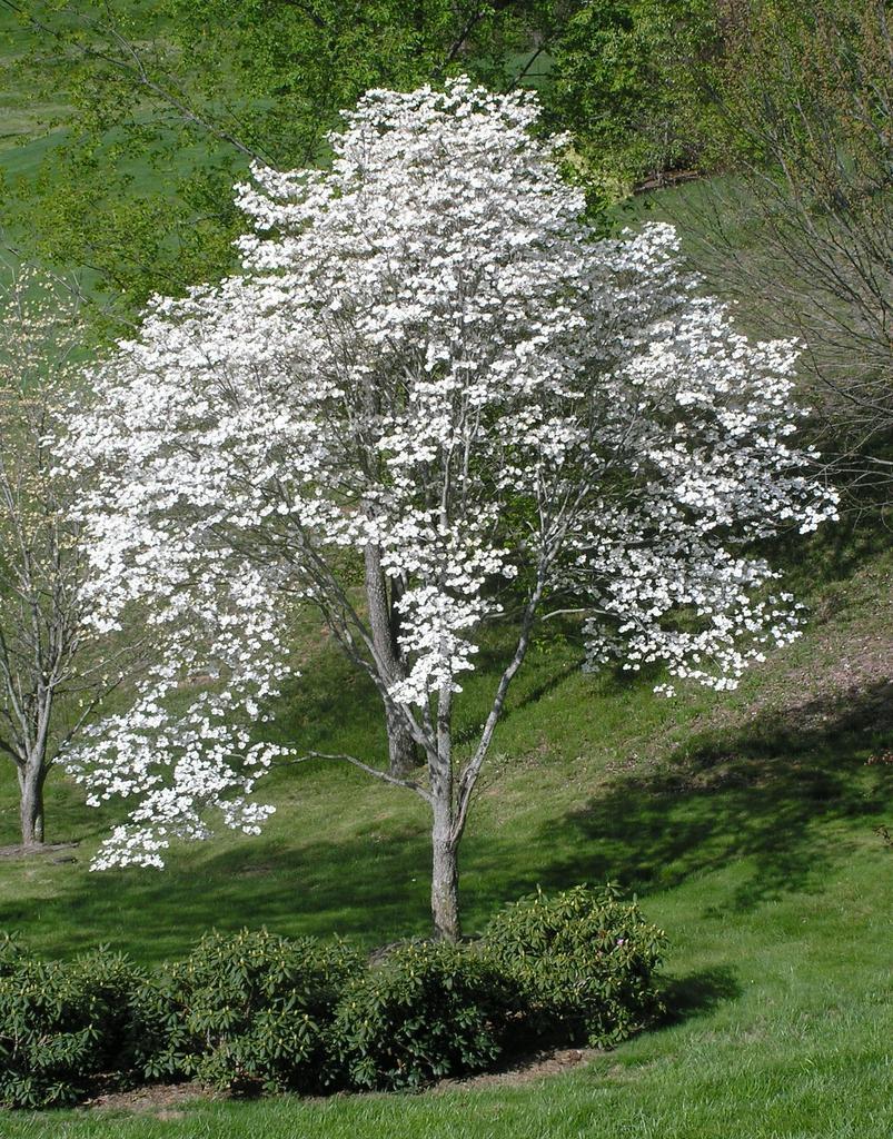 Dogwood Tree