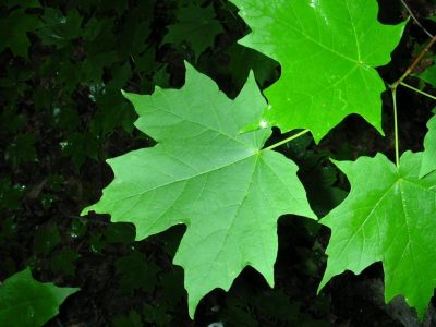 Maple Leaf