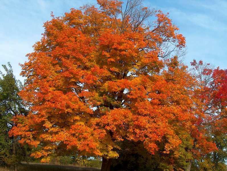 Maple Tree