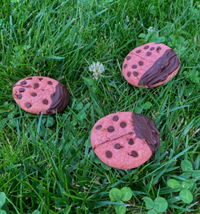Three Asian lady beetle cookies photographed in  grass
