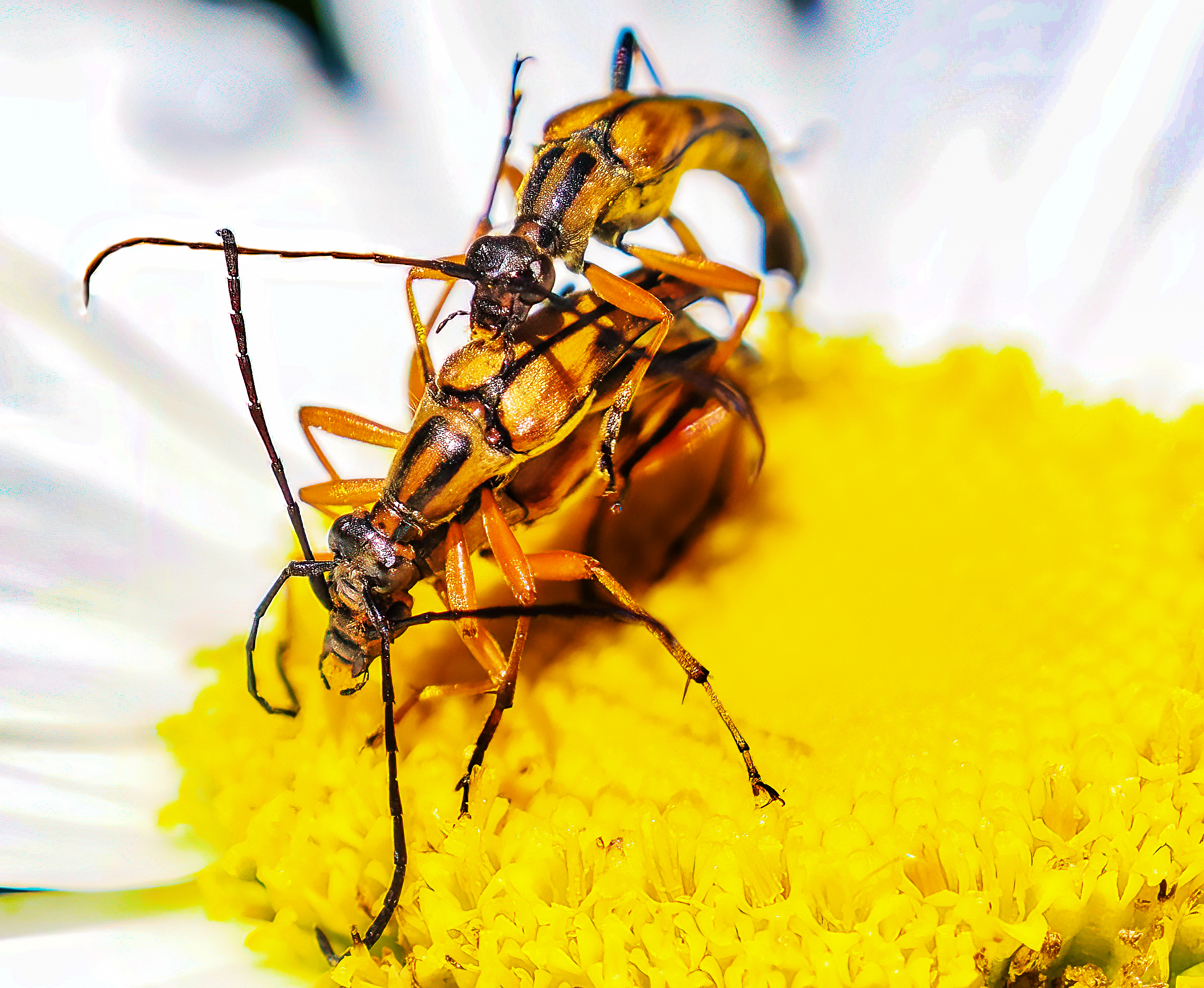 I was walking near a local pond when I saw this group bugs all "hugging" eachother