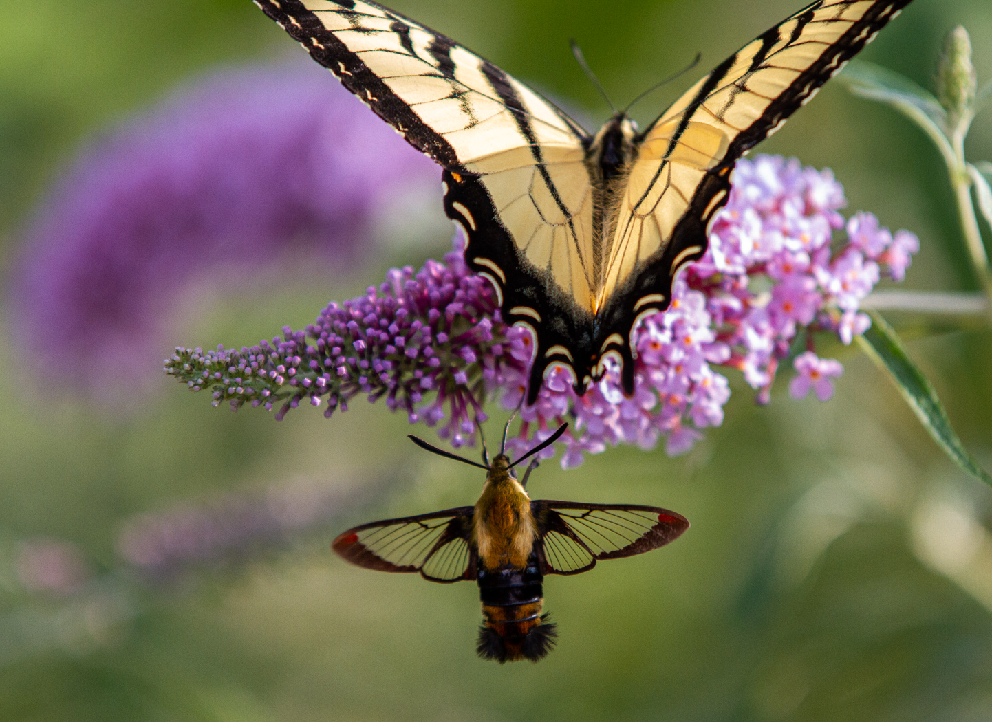 Butterfly and Hummingbird Moth line up on the Butterfly Bush, East Haddam, Ct
