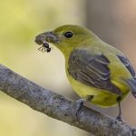 A female Scarlet Tanager with some type of wasp in its beak.