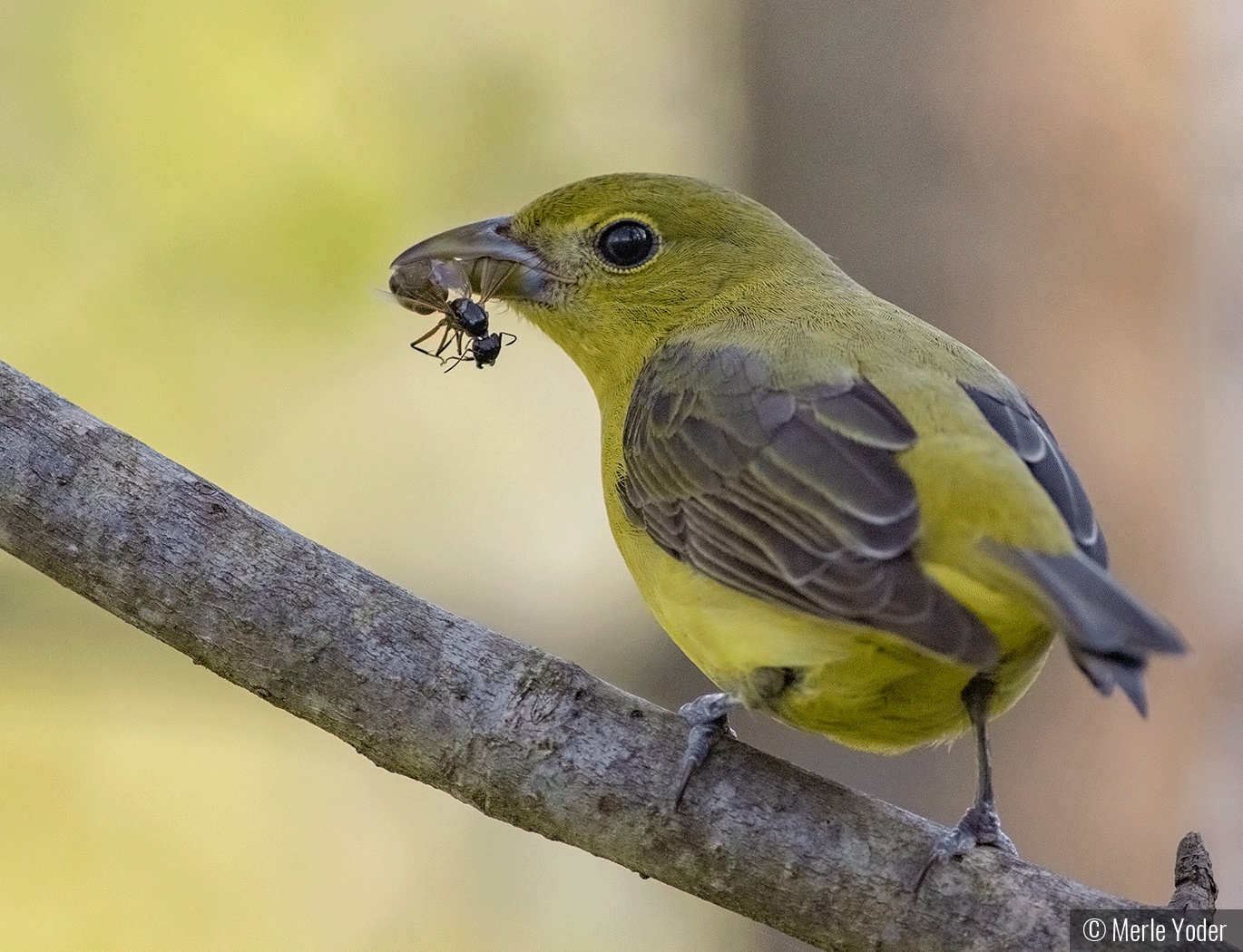 A female Scarlet Tanager with some type of wasp in its beak.