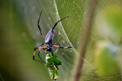 A trichonephila inaurata, commonly known as a red-legged golden orb-weaver spider, works to remove debris and patch up their web following a heavy rainstorm. Photo taken 05 July 2022 in Pamplemousses, Mauritius.